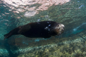 Male Sea Lion, Isla Espíritu Santo Mexico by Alejandro Topete 